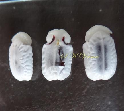 Seeds